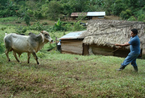 Factsheet: Why do we need a Declaration on the Rights of Peasants?